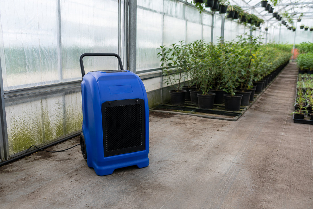 Déshumidification de serre : le pilier de la réussite horticole et maraîchère